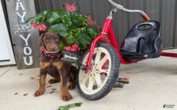 Doberman Pinscher dogs for sale: Monica - Image 5