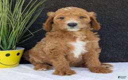 Goldendoodle dogs for sale: Zoey - Image 2