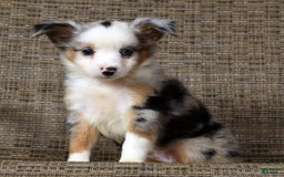  dogs for sale: Maverick - Image 5