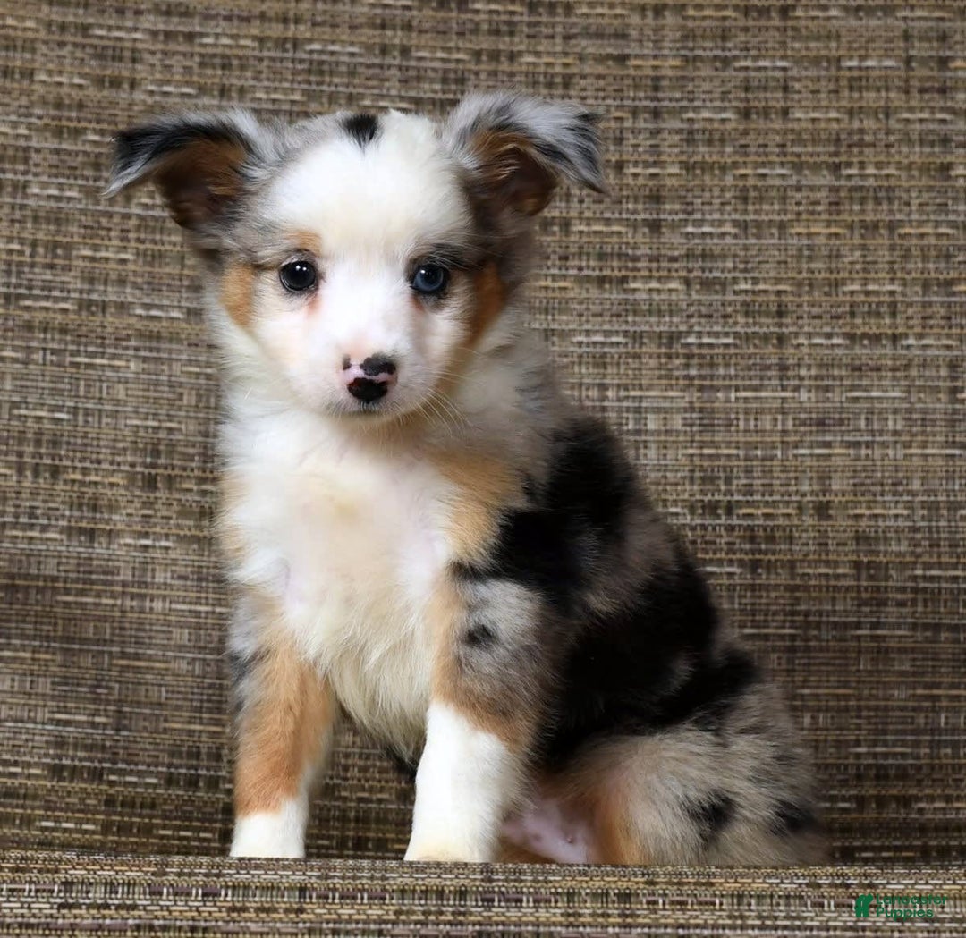  dogs for sale: Maverick - Image 5