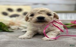 Miniature Poodle dogs for sale: Trixy - Image 2