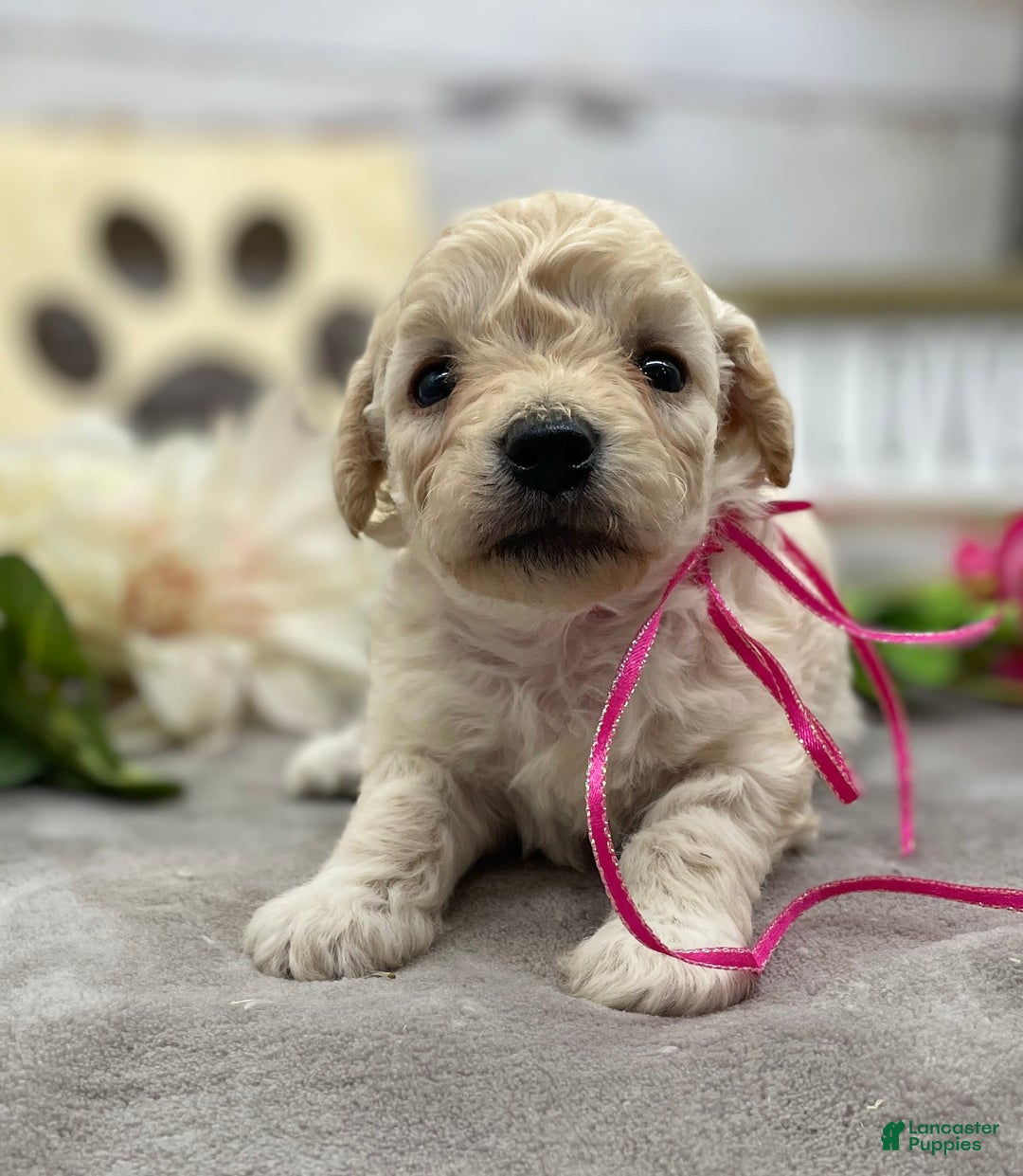 Miniature Poodle dogs for sale: Trixy - Image 2