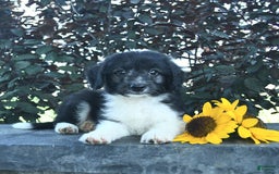 Aussiedoodle dogs for sale: Forrest - Image 1