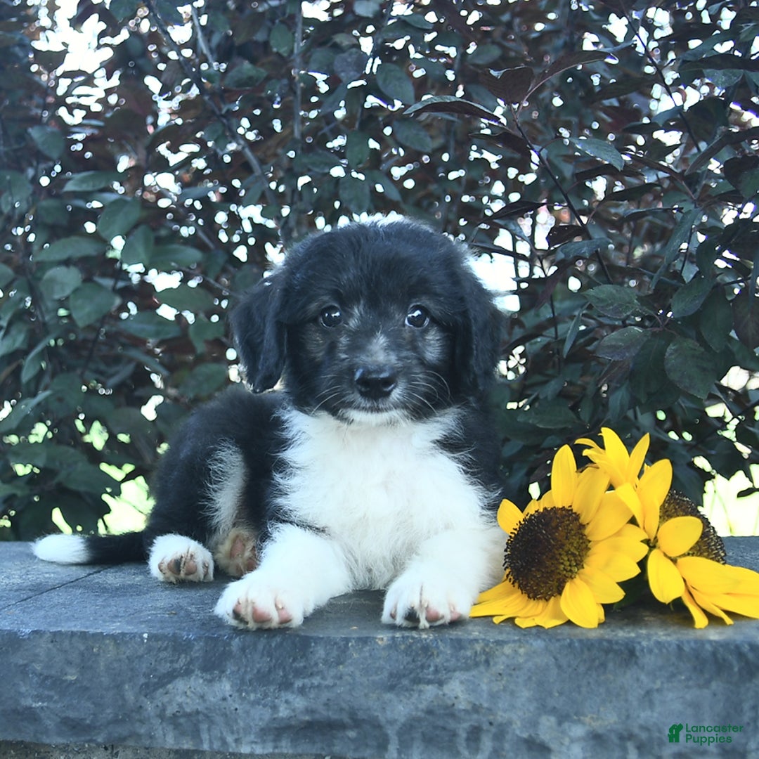 Aussiedoodle dogs for sale: Forrest - Image 1