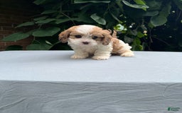 Cavapoo dogs for sale: Dallas - Image 1