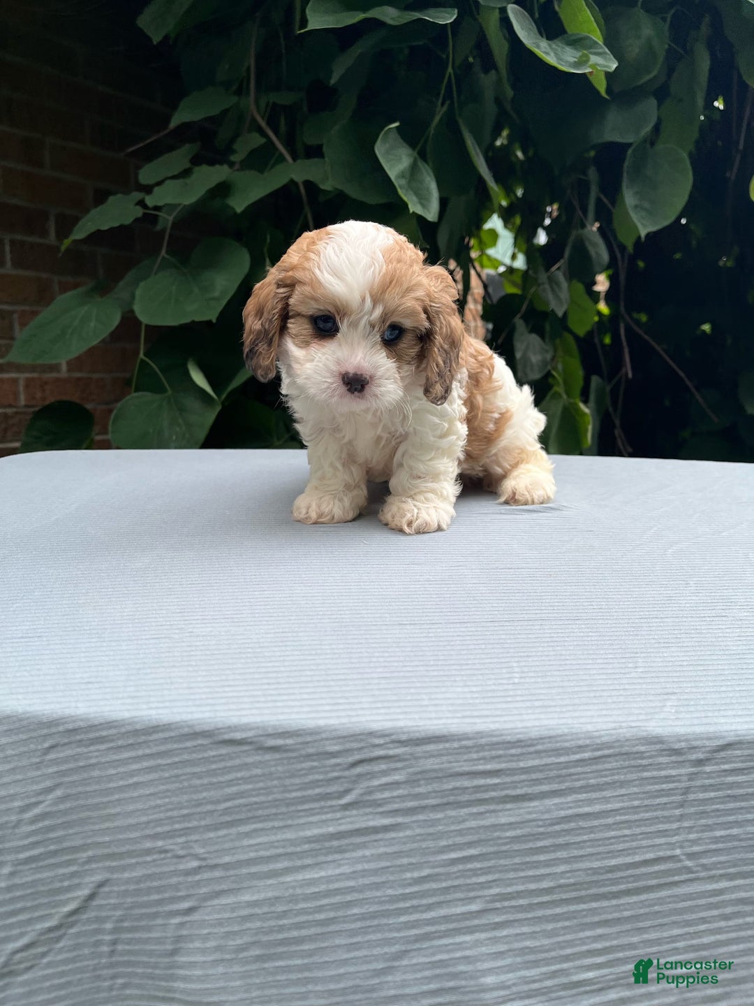 Cavapoo dogs for sale: Dallas - Image 1
