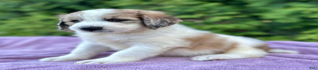 Bella