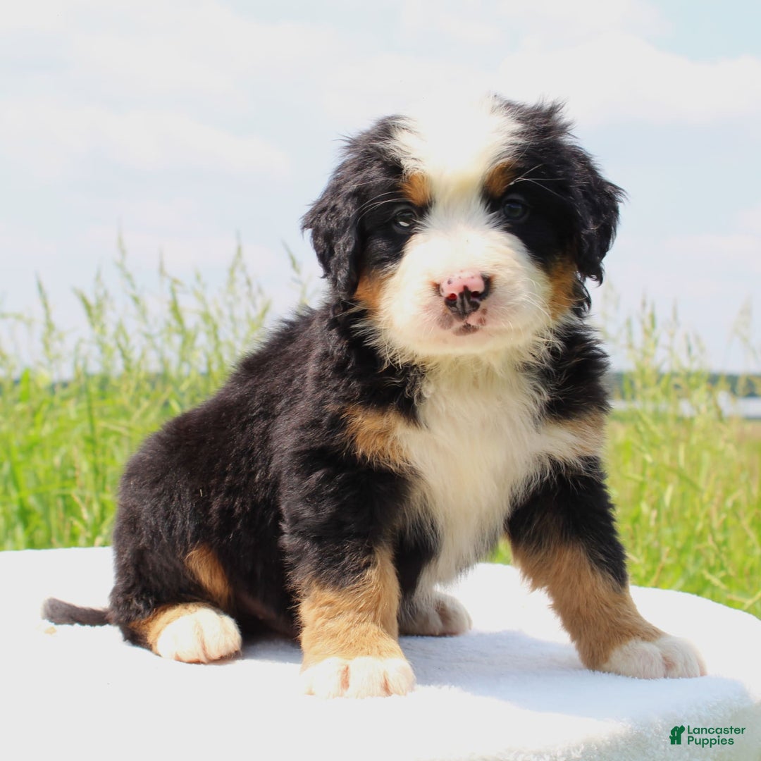 Bernese Mountain Dog dogs for sale: Wilder - Listing for pets: Waska, Wenka, Wenna, Whiskey, Wilder, Willa, Winnie, Winston - Image 2