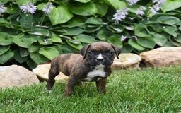 Boxer dogs for sale: Daisy - Image 2