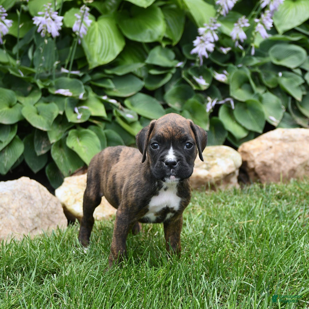 Boxer dogs for sale: Daisy - Image 2