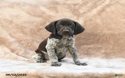 German Shorthaired Pointer dogs for sale: Washington - Image 4