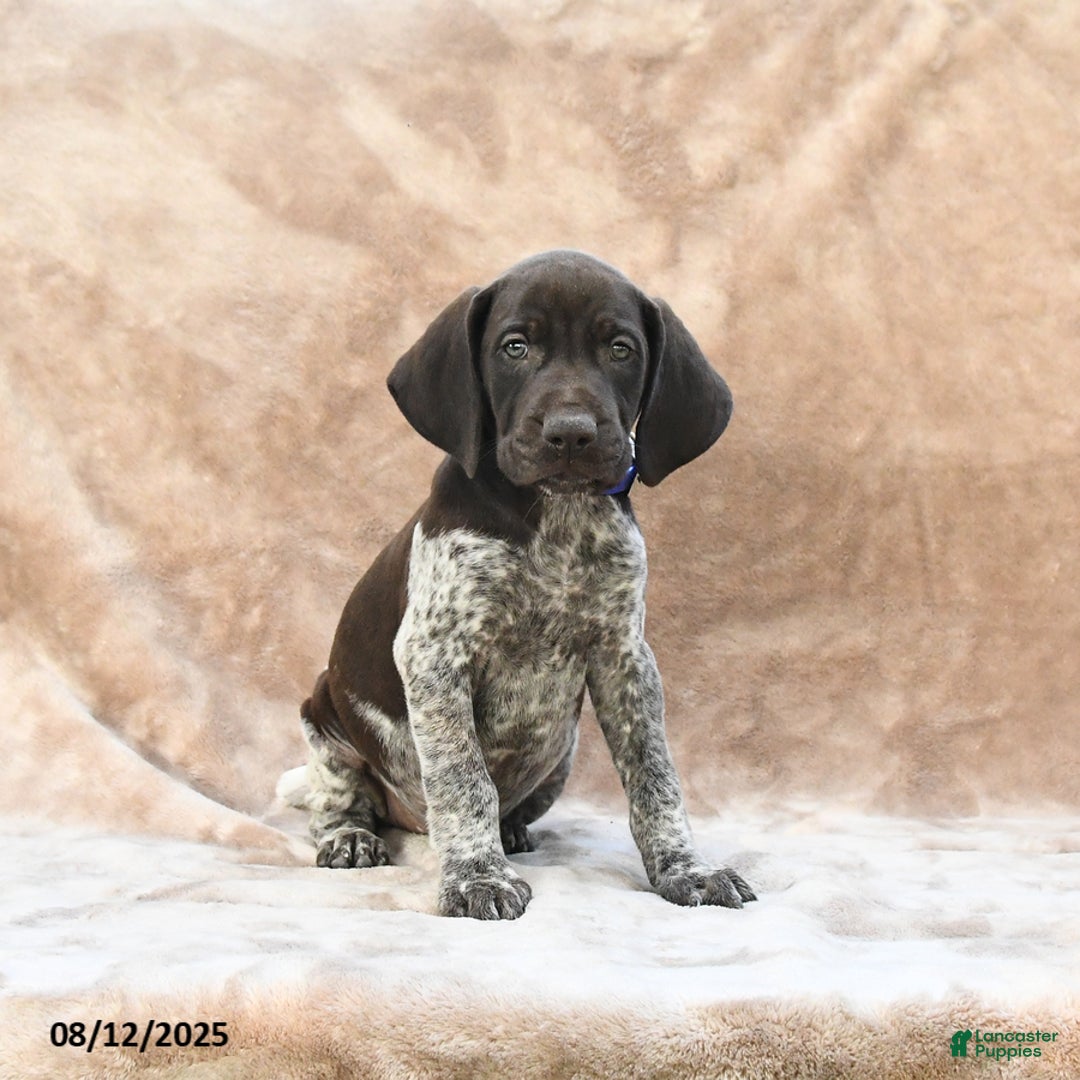 German Shorthaired Pointer dogs for sale: Washington - Image 4