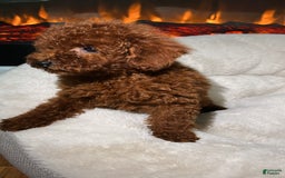 Toy Poodle dogs for sale: Luna - Image 4