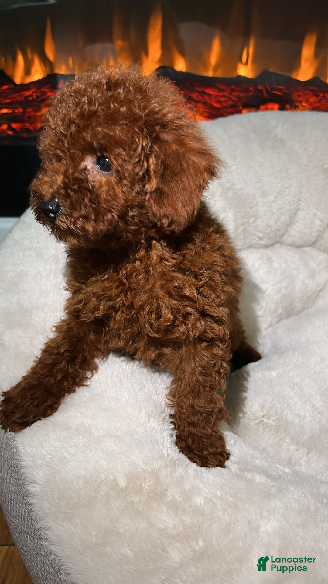 Toy Poodle dogs for sale: Luna - Image 4