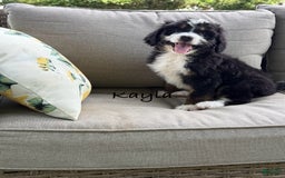 Bernedoodle dogs for sale: Kayla - Image 1