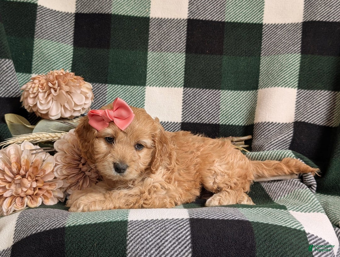 Cockapoo dogs for sale: Dorian - Image 9