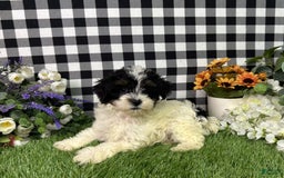 Maltipoo dogs for sale: Daphne - Image 1