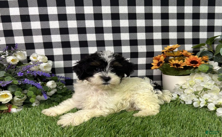 Maltipoo dogs for sale - Ad 5