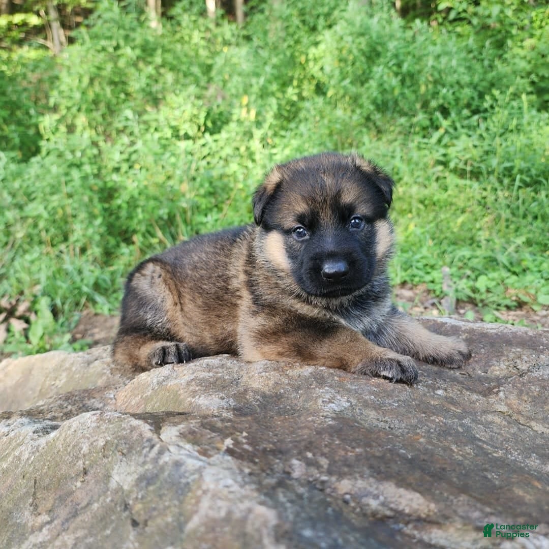 German Shepherd dogs for sale: Kaja - Image 12