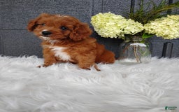 Cavapoo dogs for sale: Pearl - Image 4