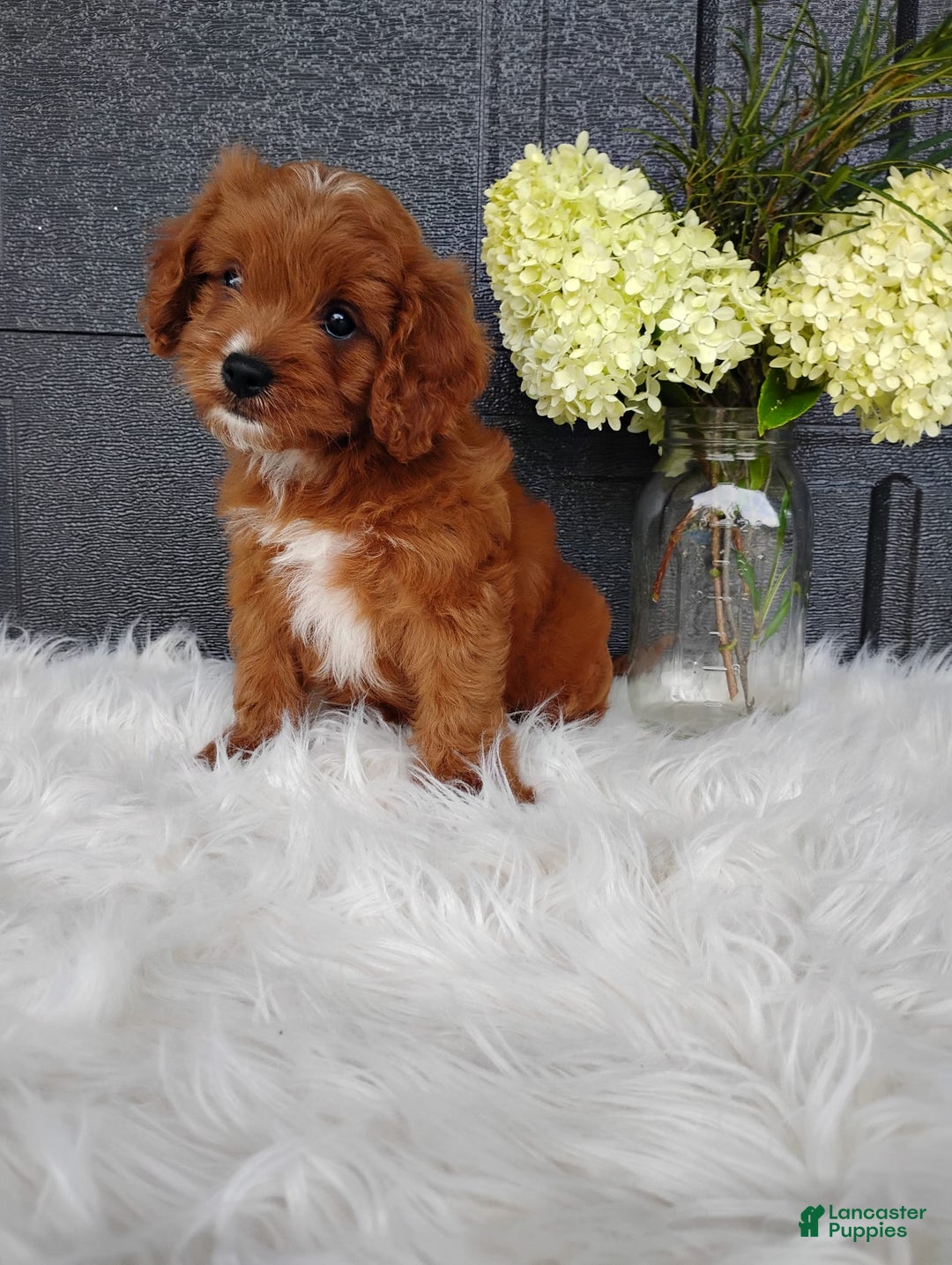 Cavapoo dogs for sale: Pearl - Image 4
