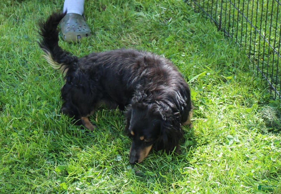 Miniature Dachshund dogs for sale: Lyla Female - Image 5