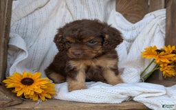 Cockapoo dogs for sale: Heaven - Image 12