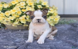 Boston Terrier dogs for sale: Herbert - Image 5