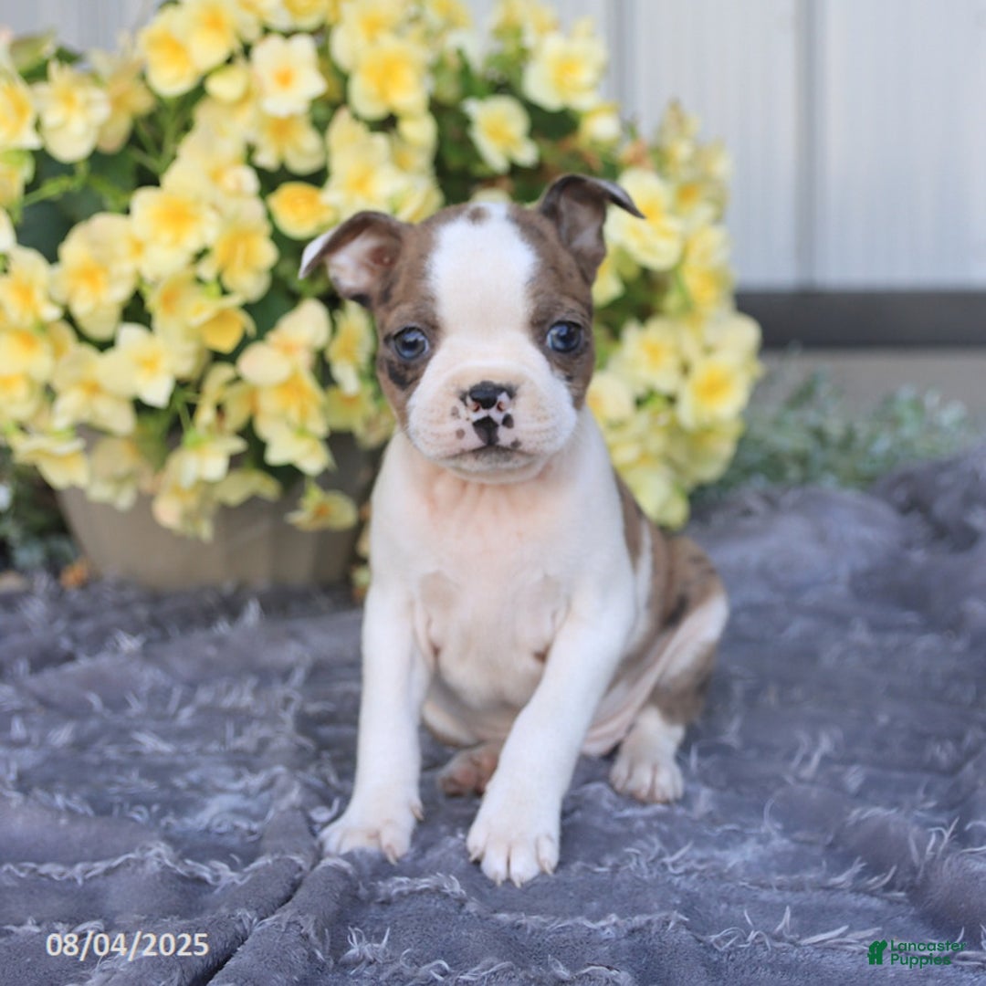 Boston Terrier dogs for sale: Herbert - Image 5
