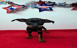Miniature Pinscher dogs for sale: Otis - Image 4