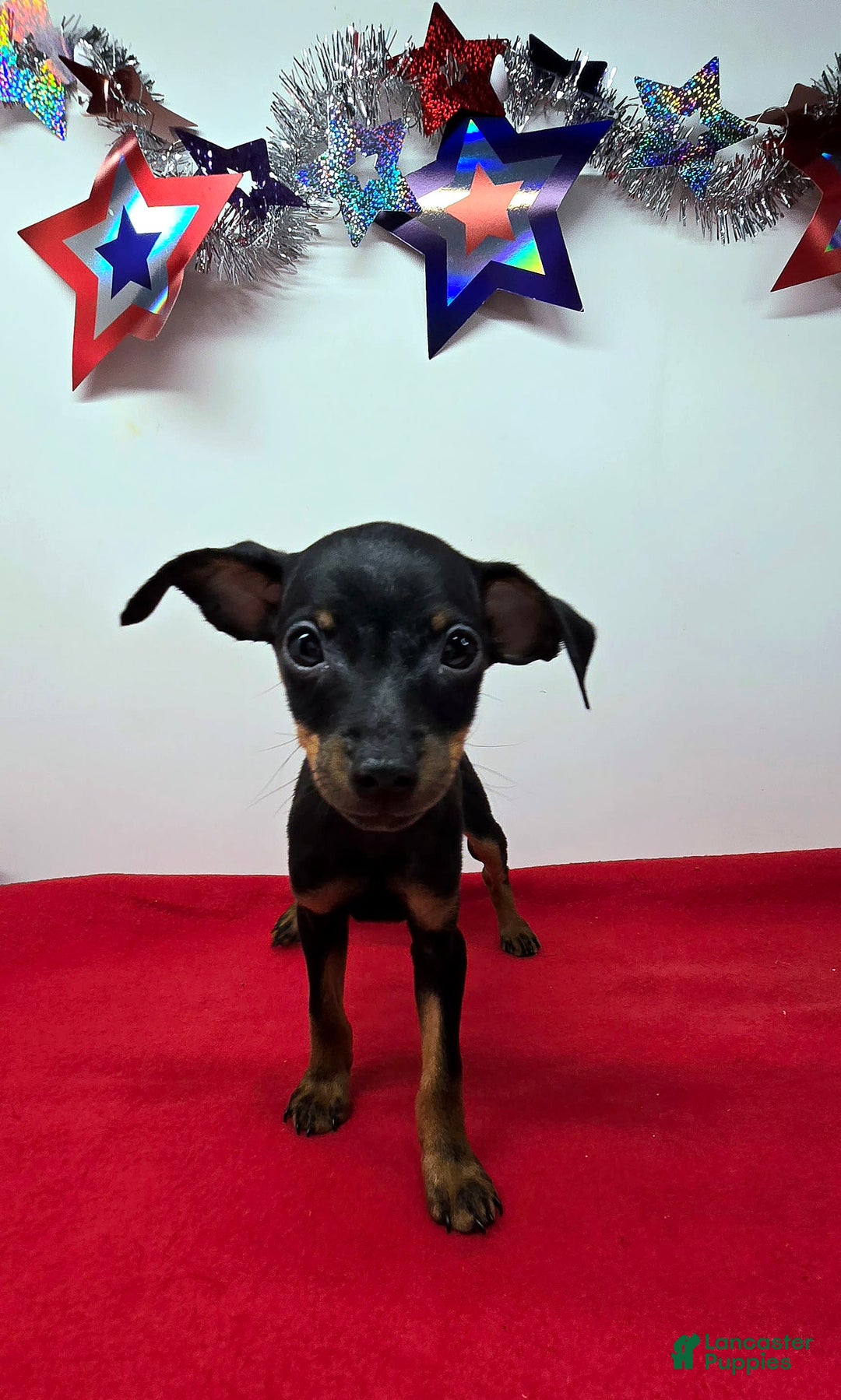 Miniature Pinscher dogs for sale: Otis - Image 4