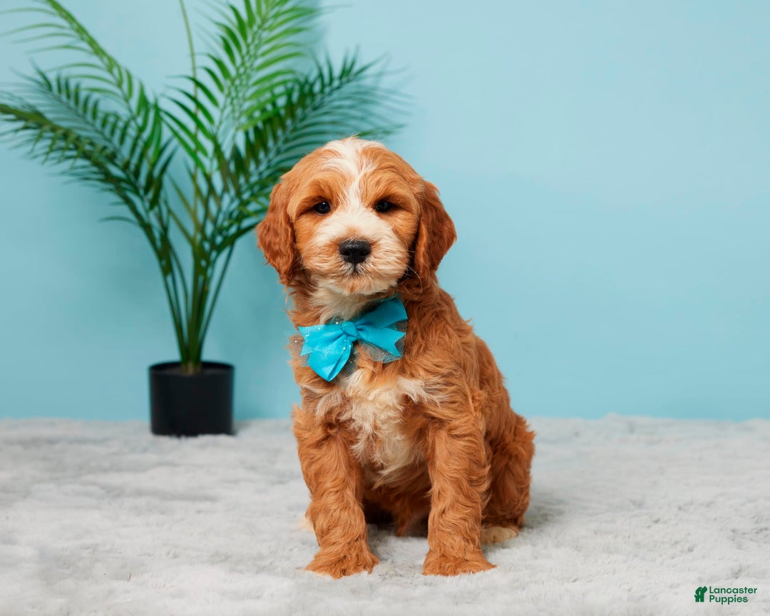 Mini Goldendoodle dogs for sale: Charlie - Image 1