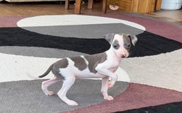Italian Greyhound dogs for sale: Tina - Image 5