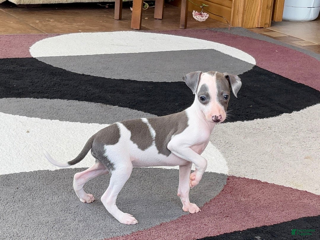 Italian Greyhound dogs for sale: Tina - Image 5