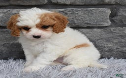Cavapoo dogs for sale: Abby - Image 5