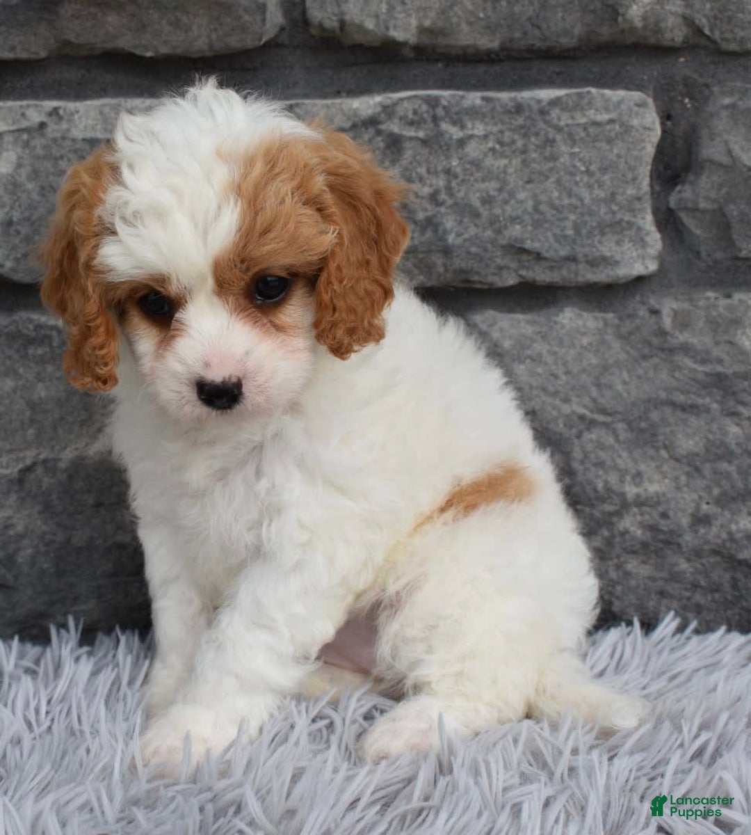 Cavapoo dogs for sale: Abby - Image 5