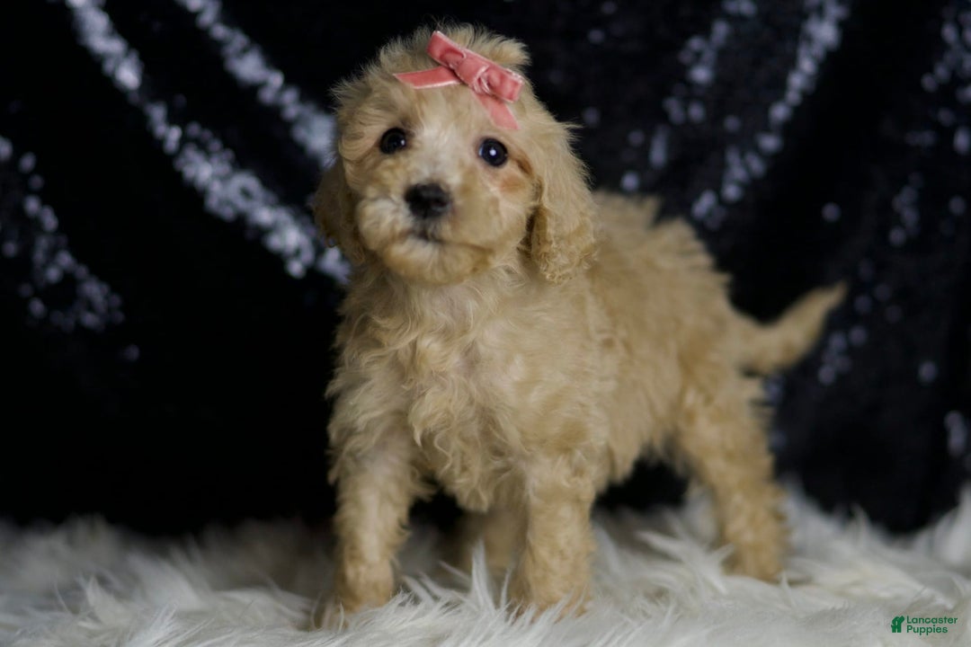 Mini Goldendoodle dogs for sale: Duckie - Image 5