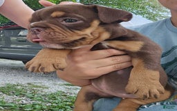 Olde English Bulldogge dogs for sale: Maple - Image 2