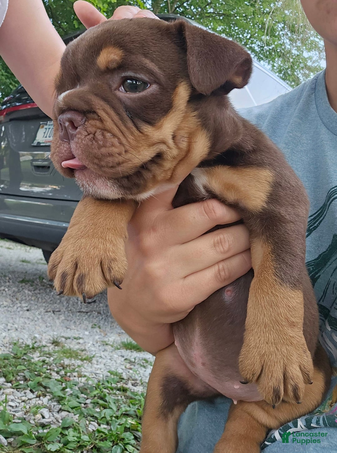 Olde English Bulldogge dogs for sale: Maple - Image 2