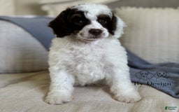 Standard Poodle dogs for sale: Arlo Chocolate Tri Parti - Image 3