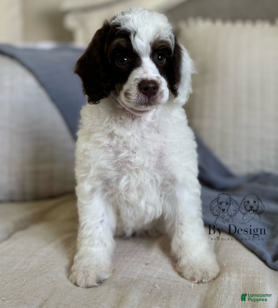 Standard Poodle dogs for sale: Arlo Chocolate Tri Parti - Image 3