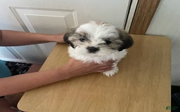Shih Tzu dogs for sale: Bitty - Image 6