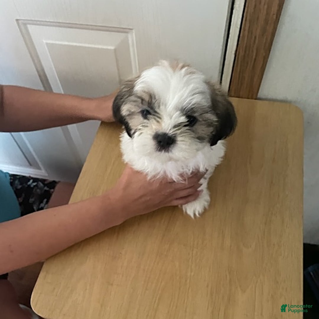 Shih Tzu dogs for sale: Bitty - Image 6