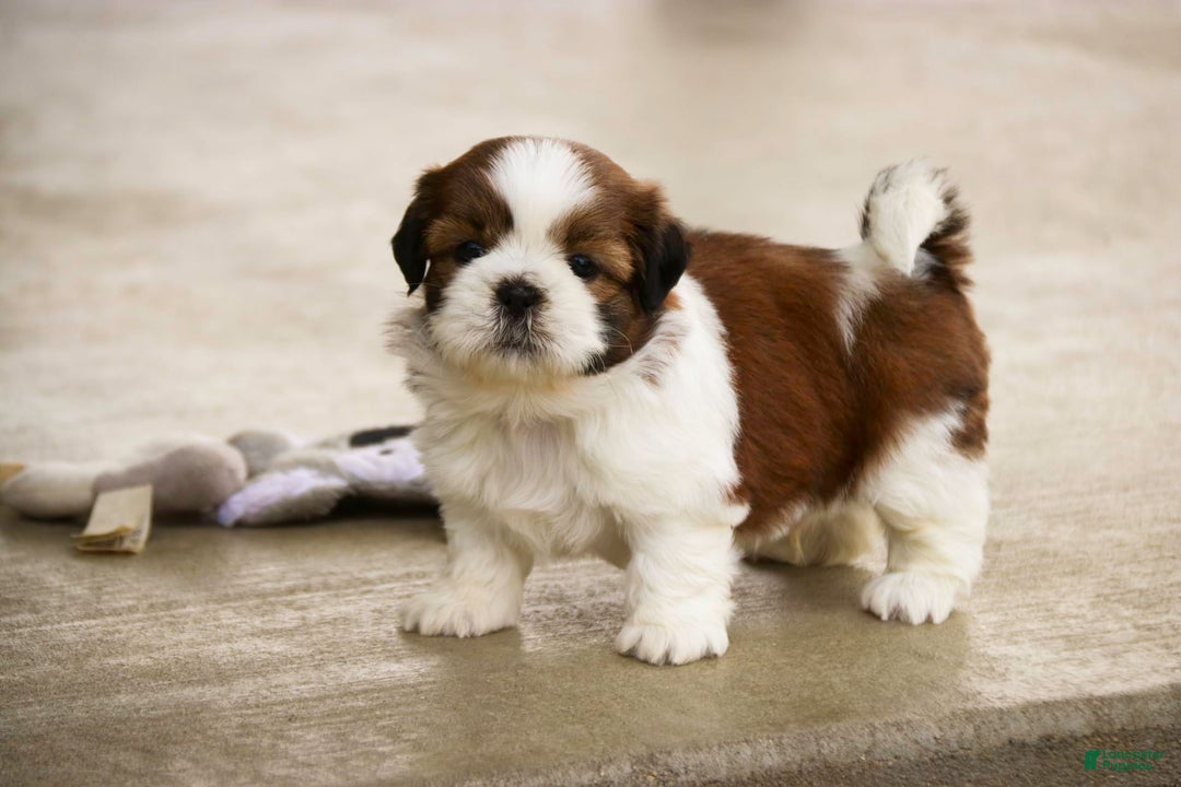Shih Tzu dogs for sale: Brett - Image 4