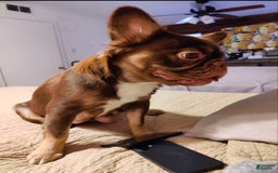 French Bulldog dogs for sale: Roja - Image 14