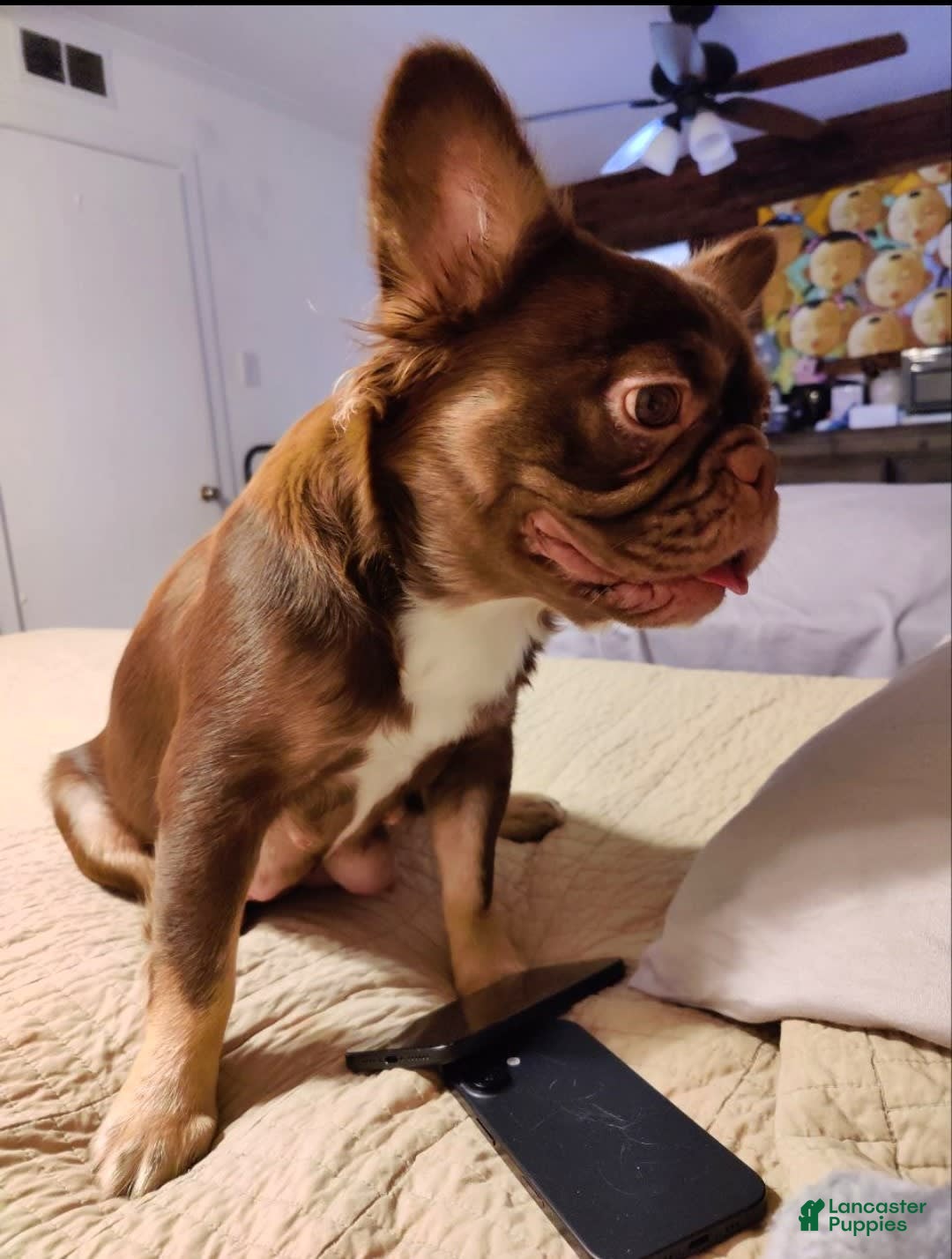 French Bulldog dogs for sale: Roja - Image 14