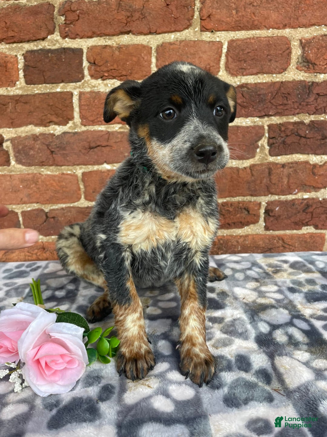 Australian Cattle Dog dogs for sale: Apple - Image 5