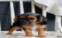 Yorkiepoo dogs for sale: Sky - Image 3