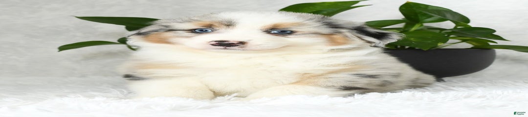 Buddy