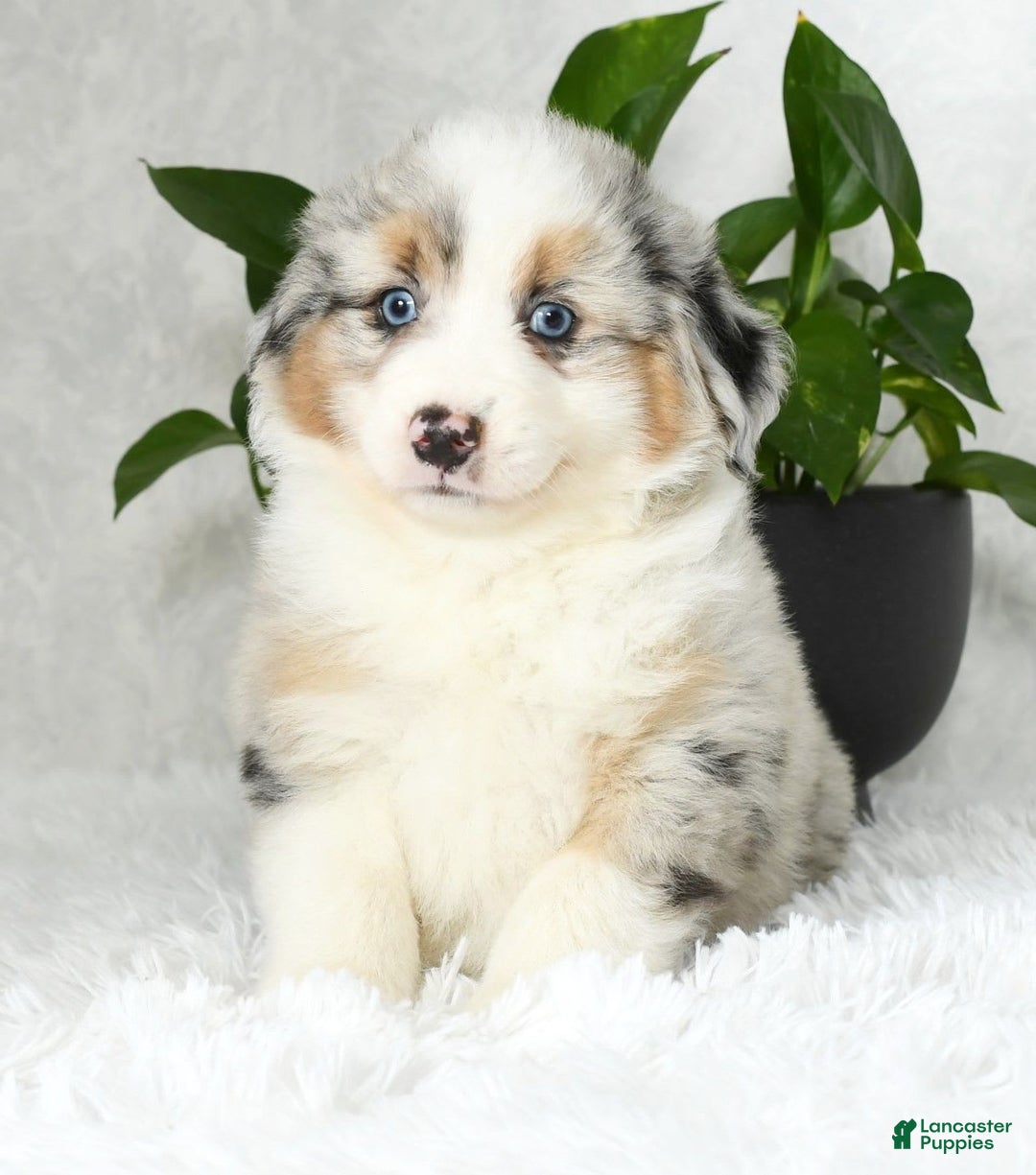 Australian Shepherd dogs for sale: Buddy - Image 1